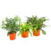 Farn-Set, Verschiedene Sorten, 3-teilig -Gartenbedarf Verkäufe 2024 7978083 PR FS Mix Farn3erSetT12Dehner