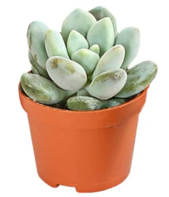 Echeverien-Set - Echeveria, Verschiedene Sorten -Gartenbedarf Verkäufe 2024 7978117 PR FS 006 EcheverieSukkulenten6erSetT6DehnerExpressHerzig