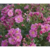 Bodendeckerrose 'Bienenweide®', Rosa -Gartenbedarf Verkäufe 2024 7978125 PR DE 001 RoseBienenweideHellrotTantau