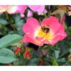 Bodendeckerrose 'Bienenweide® Bicolor' 1 Bodendeckerrose 'Bienenweide® Bicolor' -Gartenbedarf Verkäufe 2024 7978133 PR DE 001 RoseBienenweideBicolorTantau