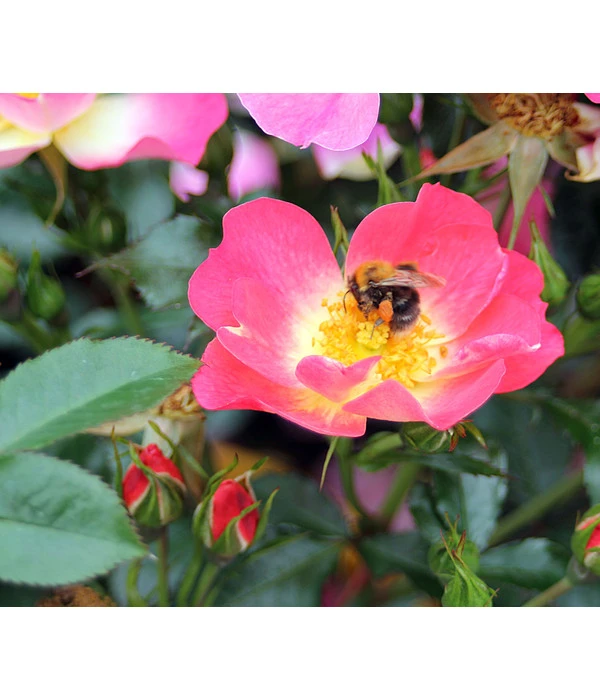 Bodendeckerrose 'Bienenweide® Bicolor' 3 Bodendeckerrose 'Bienenweide® Bicolor'