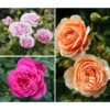 Rosen-Set Dufterlebnis, Pink/lavendel/apricot, 3-teilig -Gartenbedarf Verkäufe 2024 7978141 PR MO 001 RosenpaketDufterlebnisTantau