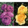 Rosen-Set Dufterlebnis, Gelb/lila, 2-teilig -Gartenbedarf Verkäufe 2024 7978273 WE FS 001 RosensetDufterlebnisgelblila2teilig