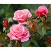 Nostalgie®-Edelrose 'Wildberry®' -Gartenbedarf Verkäufe 2024 7978299 PR DE 001 RoseWildberryTantau 1