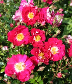 Bodendeckerrose 'Lipstick®' 6 Bodendeckerrose 'Lipstick®' -Gartenbedarf Verkäufe 2024 7978356 PR DE 002 RoseLipstickTantau