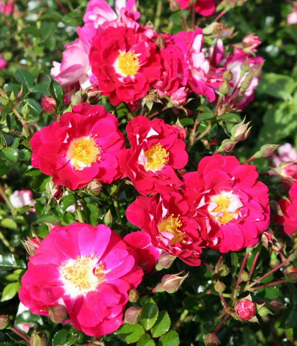 Bodendeckerrose 'Lipstick®' 4 Bodendeckerrose 'Lipstick®' – Bild 2