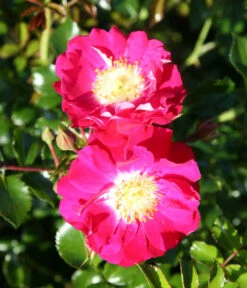 Bodendeckerrose 'Lipstick®' 7 Bodendeckerrose 'Lipstick®' -Gartenbedarf Verkäufe 2024 7978356 PR DE 003 RoseLipstickTantau