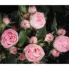 Noblesse® Spray-Rose 'Lovely Rokoko®' 1 Noblesse® Spray-Rose 'Lovely Rokoko®' -Gartenbedarf Verkäufe 2024 7978372 WE DE 001 RoseLovelyRokokoTantau