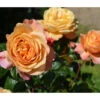 Nostalgie®-Edelrose 'Capri®' -Gartenbedarf Verkäufe 2024 7978405 PR DE 001 EdelroseCapriTantau