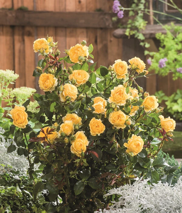 Beetrose 'Inka®' 4 Beetrose 'Inka®' – Bild 2