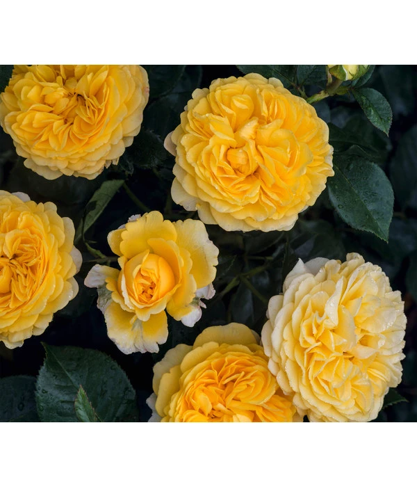 Beetrose 'Inka®' 3 Beetrose 'Inka®'