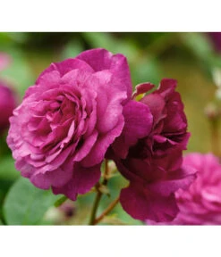 Beetrose 'Kaffe Fassett®' -Gartenbedarf Verkäufe 2024 7988181 PR DE 001 EdelroseKaffeFassettTantau