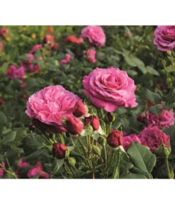 Beetrose 'Kaffe Fassett®' -Gartenbedarf Verkäufe 2024 7988181 PR DE 006 EdelroseKaffeFassettTantau