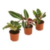 Korbmaranten-Set - Calathea, 3-teilig -Gartenbedarf Verkäufe 2024 7988256 PR FS 001 Calathea3erSetT7DehnerExpressHerzig