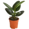 Gummibaum - Ficus Elastica 'Robusta' -Gartenbedarf Verkäufe 2024 7988280 PR FS 001 FicuselasticaRobustaT17DehnerExpressHerzig