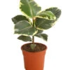 Gummibaum - Ficus Elastica 'Tineke' -Gartenbedarf Verkäufe 2024 7988348 PR FS 001 FicuselasticaTinekeT17DehnerExpressHerzig