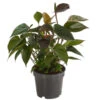 Flamingoblume - Anthurium Andreanum 'Black Karma' -Gartenbedarf Verkäufe 2024 7988355 PR FS 001 AnthuriumandrBlackKarmaT12DehnerExpressHerzig