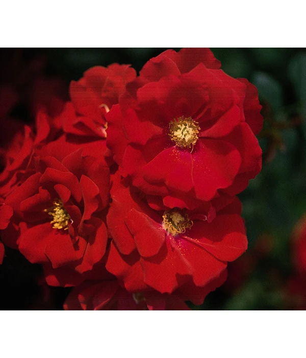 Bodendeckerrose 'Austriana®' 3 Bodendeckerrose 'Austriana®'