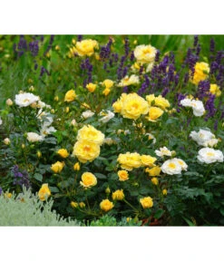 Beetrose 'Bienenweide®', Gelb -Gartenbedarf Verkäufe 2024 7988470 PR DE 003 RoseBienenweideGelbTantau