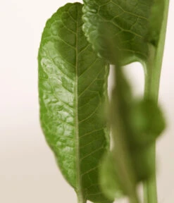 Meerrettich 9 Meerrettich -Gartenbedarf Verkäufe 2024 8001000 WE DE 003 Meerrettich DehnerExpressZS