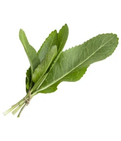 Meerrettich 7 Meerrettich -Gartenbedarf Verkäufe 2024 8001000 WE FS 002 MeerrettichKraeuterbund