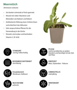 Meerrettich 8 Meerrettich -Gartenbedarf Verkäufe 2024 8001000 WE IG 001 Meerrettich