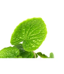 Wasabi -Gartenbedarf Verkäufe 2024 8001513 WE DE 001 WasabiT9