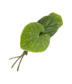 Wasabi -Gartenbedarf Verkäufe 2024 8001513 WE FS 002 WasabiKraeuterbund