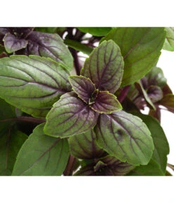 Dehner Gourmet Garten Strauchbasilikum 'Magic Blue' 13 Dehner Gourmet Garten Strauchbasilikum 'Magic Blue' -Gartenbedarf Verkäufe 2024 8001869 WE DE 001 GourmetGartenBasilikumMagicBlue