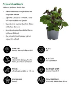 Dehner Gourmet Garten Strauchbasilikum 'Magic Blue' 12 Dehner Gourmet Garten Strauchbasilikum 'Magic Blue' -Gartenbedarf Verkäufe 2024 8001869 WE IG 001 Strauchbasilikum