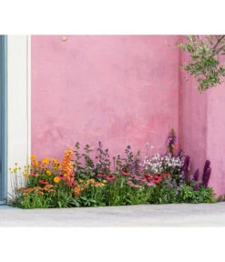 Lupine 'West Country', Verschiedene Farben -Gartenbedarf Verkäufe 2024 8003071 WE MO 001 AchilleaT19 NaturGarten