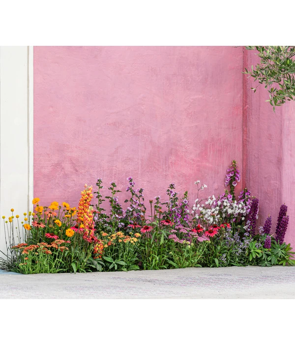 Zwergzinnie, Verschiedene Sorten 8 Zwergzinnie, Verschiedene Sorten – Bild 6