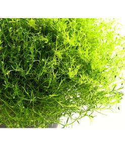 Sternmoos-Duo -Gartenbedarf Verkäufe 2024 8007429 PR DE 001 SternmoosSaginaTwinT13DehnerExpressHerzig