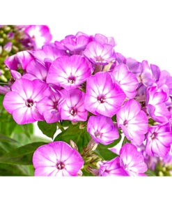 Stauden-Phlox, Verschiedene Sorten 16 Stauden-Phlox, Verschiedene Sorten -Gartenbedarf Verkäufe 2024 8008153 WE DE 001 FlammenblumePhloxPaniculataPurpleEyeFlame4LDehnerExpressHerzig