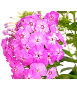 Stauden-Phlox, Verschiedene Sorten 18 Stauden-Phlox, Verschiedene Sorten -Gartenbedarf Verkäufe 2024 8008153 WE DE 002 FlammenblumePhloxPaniculataPurpleEyeFlame4LDehnerExpressHerzig