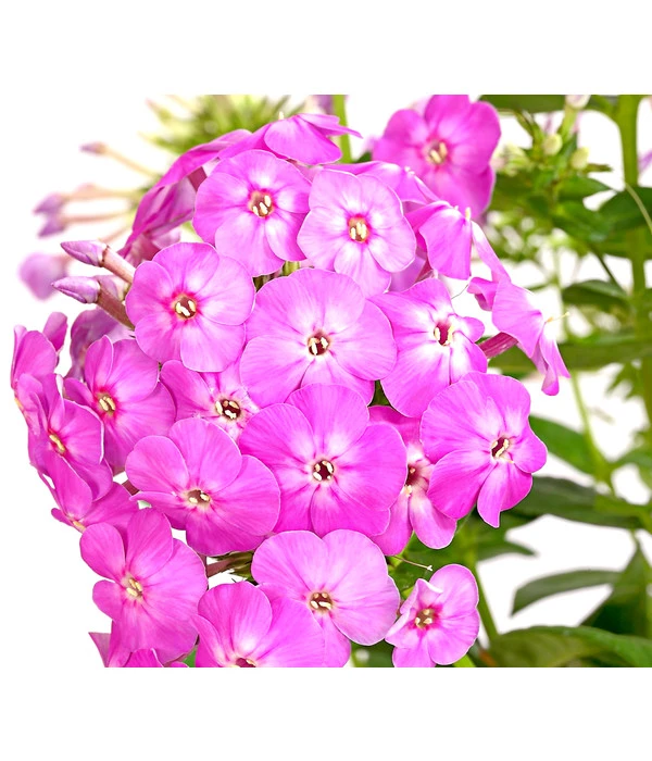 Stauden-Phlox, Verschiedene Sorten 7 Stauden-Phlox, Verschiedene Sorten – Bild 5