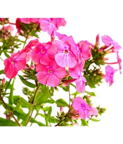 Stauden-Phlox, Verschiedene Sorten 22 Stauden-Phlox, Verschiedene Sorten -Gartenbedarf Verkäufe 2024 8008153 WE DE 004 FlammenblumePhloxPaniculataPurpleEyeFlame4LDehnerExpressHerzig