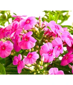 Stauden-Phlox, Verschiedene Sorten 24 Stauden-Phlox, Verschiedene Sorten -Gartenbedarf Verkäufe 2024 8008153 WE DE 005 FlammenblumePhloxPaniculataPurpleEyeFlame4LDehnerExpressHerzig