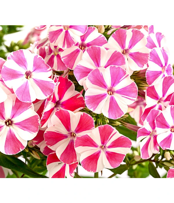 Stauden-Phlox, Verschiedene Sorten 3 Stauden-Phlox, Verschiedene Sorten