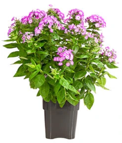 Stauden-Phlox, Verschiedene Sorten 17 Stauden-Phlox, Verschiedene Sorten -Gartenbedarf Verkäufe 2024 8008153 WE FS 001 FlammenblumePhloxPaniculataPurpleEyeFlame4LDehnerExpressHerzig