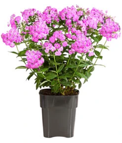 Stauden-Phlox, Verschiedene Sorten 19 Stauden-Phlox, Verschiedene Sorten -Gartenbedarf Verkäufe 2024 8008153 WE FS 002 FlammenblumePhloxPaniculataPurpleEyeFlame4LDehnerExpressHerzig