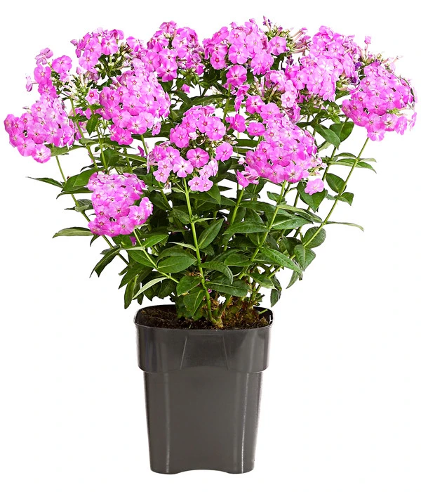 Stauden-Phlox, Verschiedene Sorten 8 Stauden-Phlox, Verschiedene Sorten – Bild 6