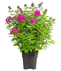 Stauden-Phlox, Verschiedene Sorten 21 Stauden-Phlox, Verschiedene Sorten -Gartenbedarf Verkäufe 2024 8008153 WE FS 003 FlammenblumePhloxPaniculataPurpleEyeFlame4LDehnerExpressHerzig