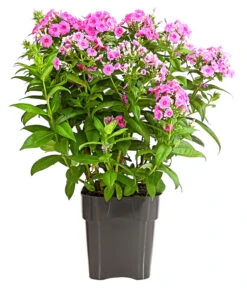 Stauden-Phlox, Verschiedene Sorten 25 Stauden-Phlox, Verschiedene Sorten -Gartenbedarf Verkäufe 2024 8008153 WE FS 005 FlammenblumePhloxPaniculataPurpleEyeFlame4LDehnerExpressHerzig