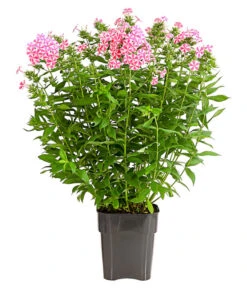 Stauden-Phlox, Verschiedene Sorten 15 Stauden-Phlox, Verschiedene Sorten -Gartenbedarf Verkäufe 2024 8008153 WE FS 006 FlammenblumePhloxPaniculataPurpleEyeFlame4LDehnerExpressHerzig