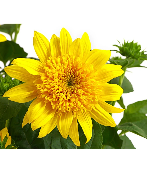 Gefüllte Stauden-Sonnenblume 'Double Whammy' 4 Gefüllte Stauden-Sonnenblume 'Double Whammy' – Bild 2