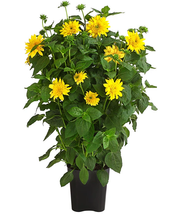 Gefüllte Stauden-Sonnenblume 'Double Whammy' 3 Gefüllte Stauden-Sonnenblume 'Double Whammy'