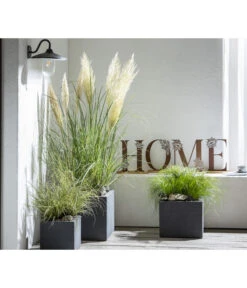 Pampasgras 'Sunningdale Silver' 6 Pampasgras 'Sunningdale Silver' -Gartenbedarf Verkäufe 2024 8010340 WE MO 001 CortaderiaPumilaPampasgrasHome