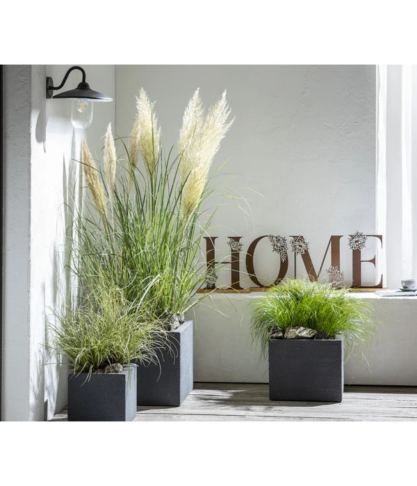 Pampasgras 'Sunningdale Silver' 4 Pampasgras 'Sunningdale Silver' – Bild 2