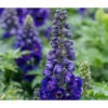 Rittersporn, Verschiedene Farben 2 Rittersporn, Verschiedene Farben -Gartenbedarf Verkäufe 2024 8011041 WE DE 001 DelphiniumRitterspornBlau